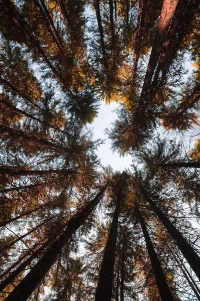 Sarı ağaçların alt manzarası ılık bir sonbahar gününde mavi gökyüzünün arka planında taçlandırır..