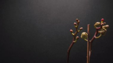 Muhteşem mor çiçek orkidesi zaman atlaması koyu gri bir arkaplanı var. Çiçek goncasını açık görüyoruz ve orkidenin mor ve pembe rengini görüyoruz.