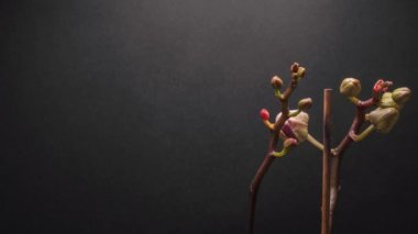 Muhteşem mor çiçek orkidesi zaman atlaması koyu gri bir arkaplanı var. Çiçek goncasını açık görüyoruz ve orkidenin mor ve pembe rengini görüyoruz.