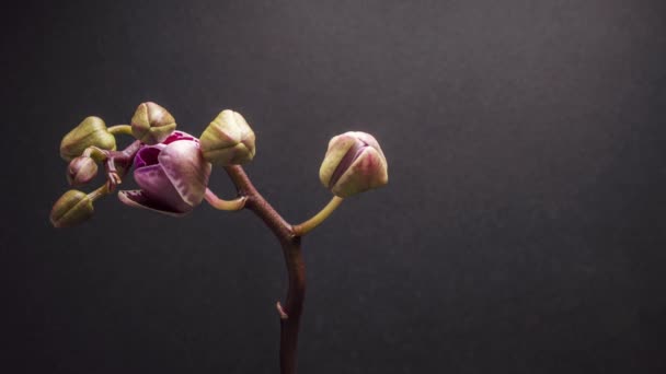 Удивительный Пурпурный Цветок Орхидея Темно Сером Фоне Видим Цветочный Бутон — стоковое видео