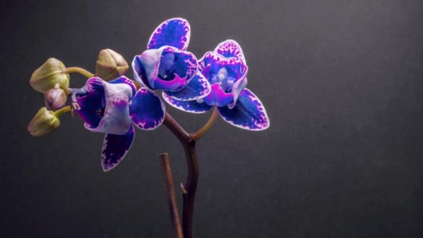 Replay Time Lapse Blue Orchid Flower Blooming Dark Grey Background — Vídeos de Stock