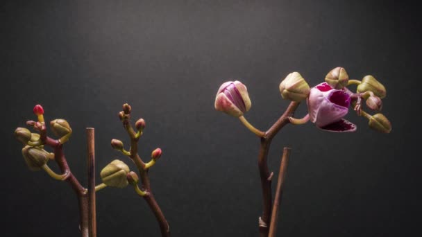 Удивительный Пурпурный Цветок Орхидея Темно Сером Фоне Видим Цветочный Бутон — стоковое видео