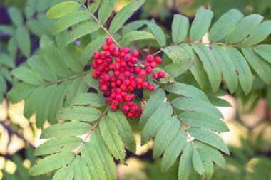 Olgun Rowan berry