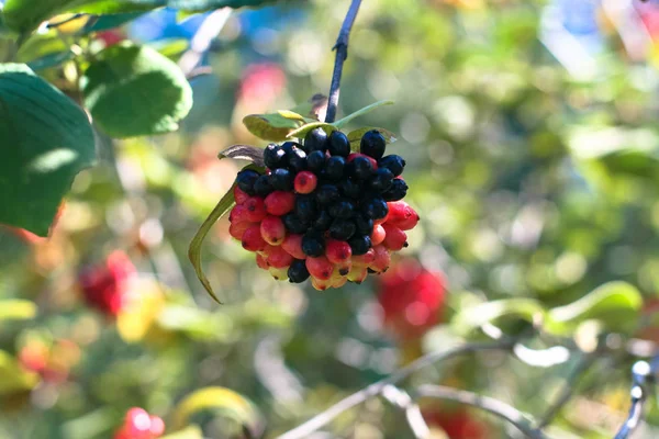 yarı olgunlaşmış Sambucus negra