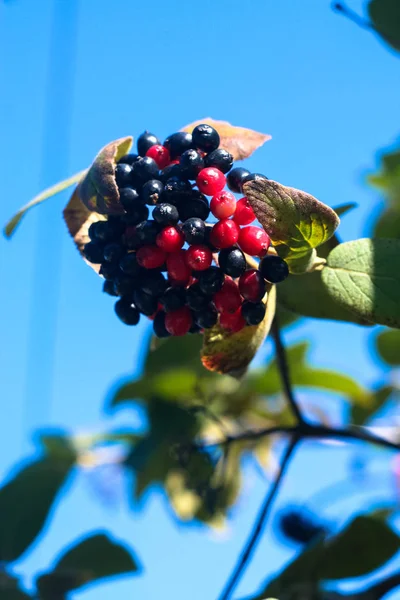 yarı olgunlaşmış Sambucus negra