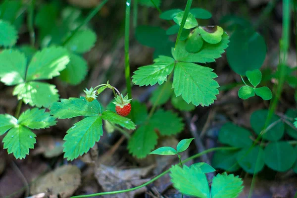 Yaprakların arasında yabani çilek.