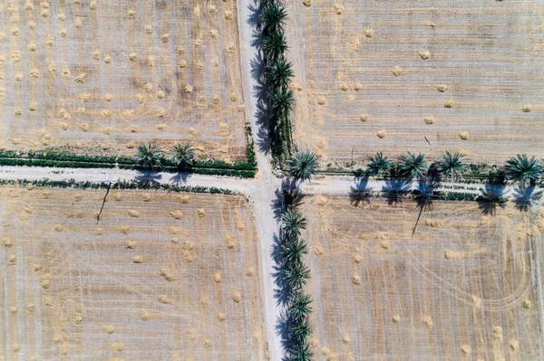 Campo de trigo e árvores de data — Fotografia de Stock