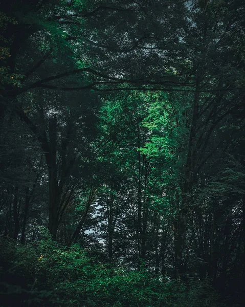 Moody shot in the forrest — Stock Photo, Image