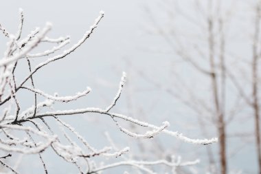 Sabahları kardaki ağaçlar.