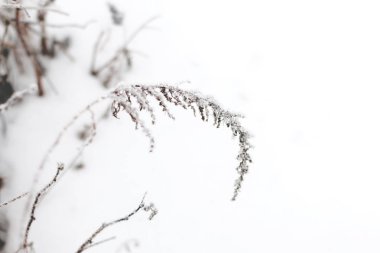 Sabahın erken saatlerinde çimenler..