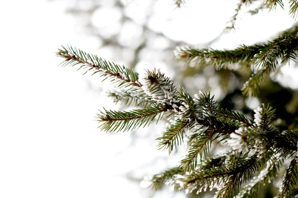 Karlı bir sabahta firavun dalları.