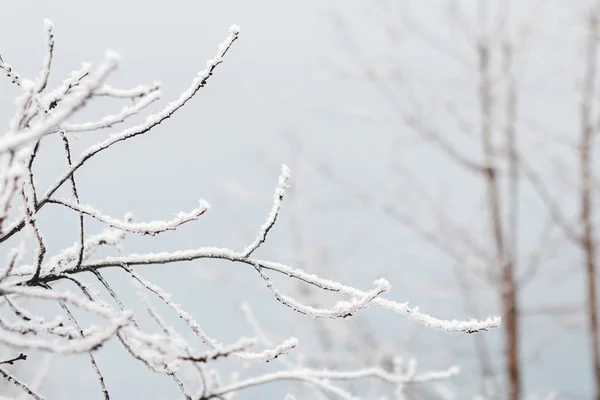 Sabahları kardaki ağaçlar.