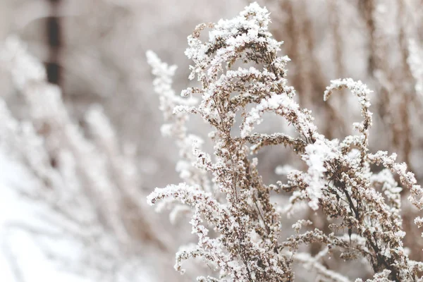 Sabahın köründe çimenler.