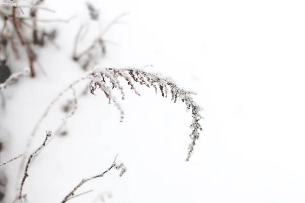 Sabahın erken saatlerinde çimenler..
