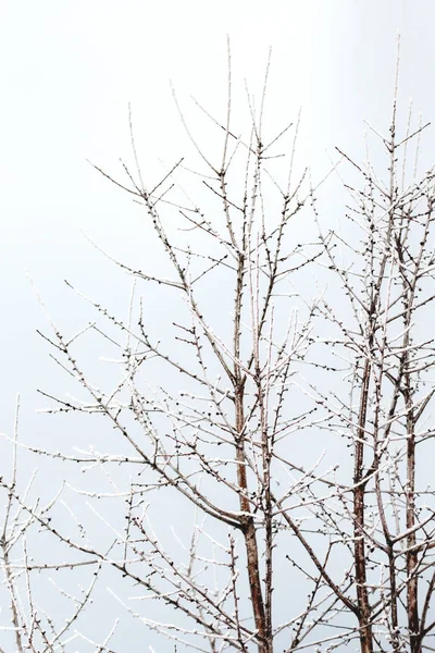 Sabahları kardaki ağaçlar.