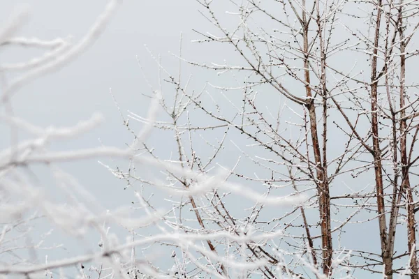 Sabahları kardaki ağaçlar.