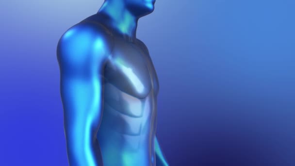 Anatomia 3D dell'umano. Loop Indietro e muscoli del busto Animazione in stile blu . — Video Stock