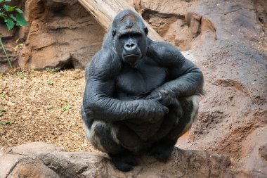 Huzurlu bir yüzle poz veren primat