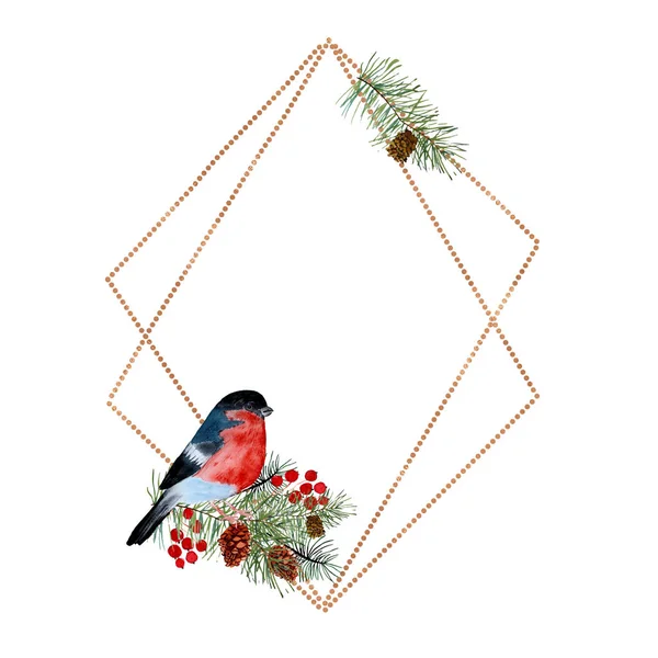 Bullfinch on a fir branch with cones, frame — 스톡 사진