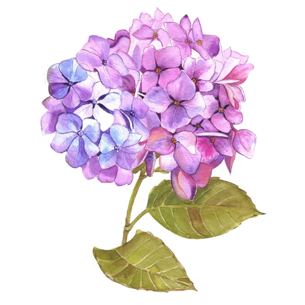 Vintage Bloemenboeket Van Bloeiende Hortensia Tuin Vlinder Bloemen Botanische Illustratie — Stockfoto