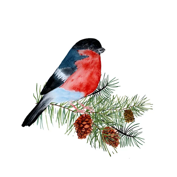 Bullfinch on pine branch — Stock Photo, Image