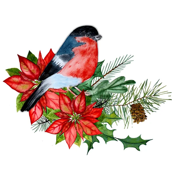 Bullfinch and Christmas star, poinsettia, frame — 스톡 사진