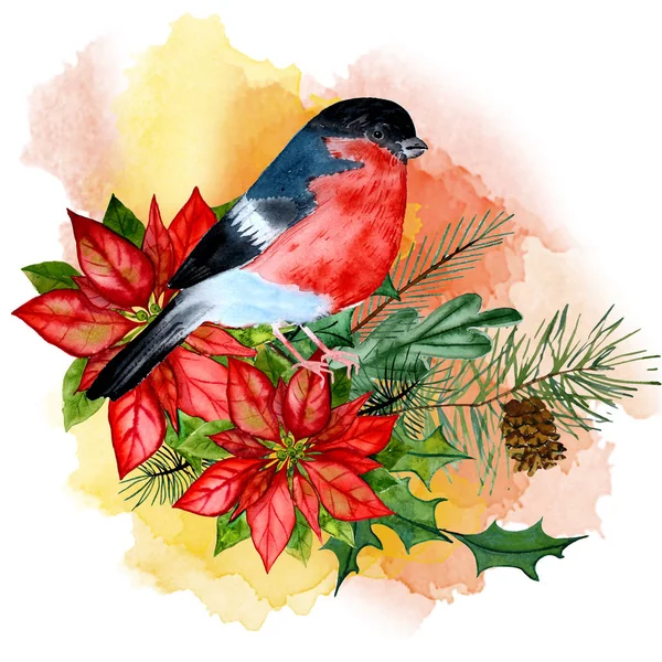 Bullfinch and Christmas star, poinsettia, frame — 스톡 사진