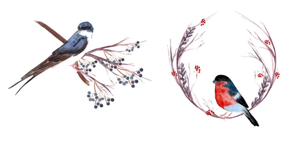 Набір птахів: ластівка, кардинал, капелюх, чорний ріпак, цицьки — стокове фото