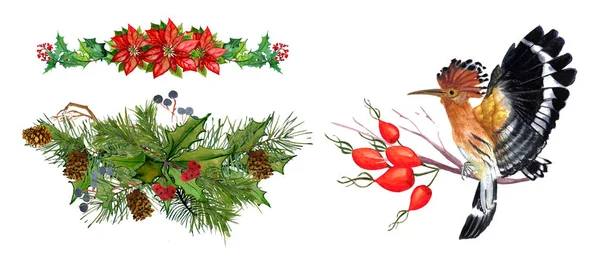 Winter elements of a bird, pine, spruce, poddub, mistletoe, poin — 스톡 사진