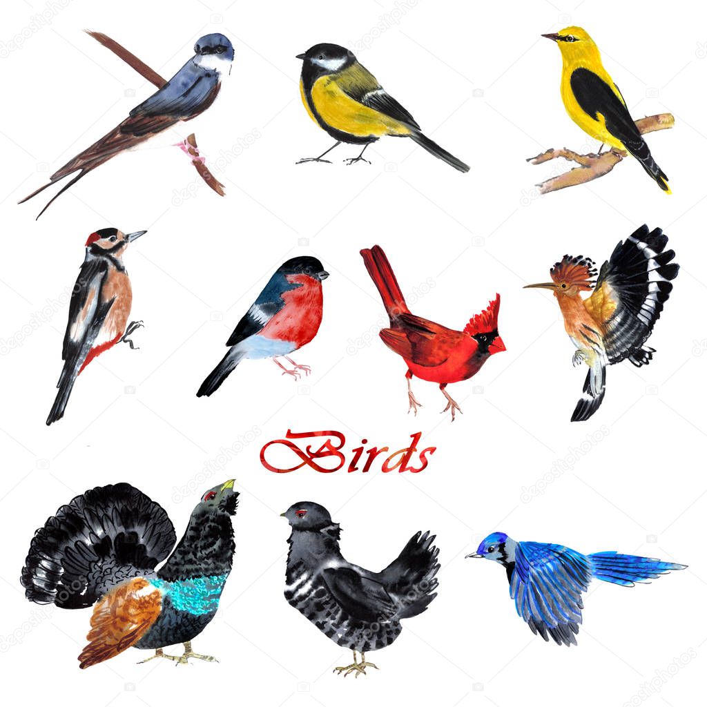 set of birds: swallow, cardinal, capercaillie, black grouse, tit