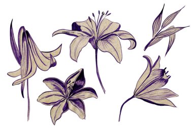 Beyaz zambak beyaz arka planda izole edilmiş. Üzerinde çiçek açan zambak olan kart. resimleme