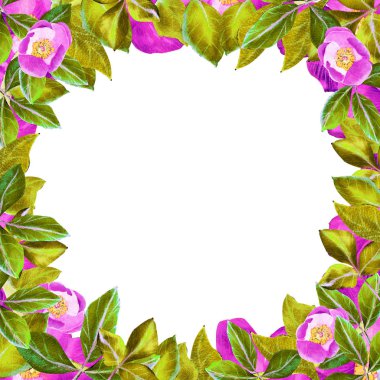 Kırmızı Şakayık