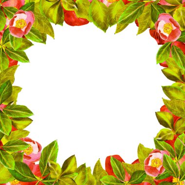 Kırmızı Şakayık