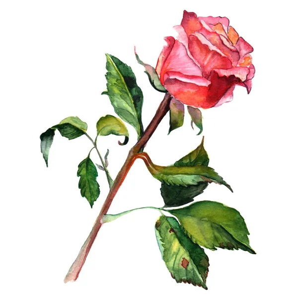 Aquarel roos bloem botanische illustratie, — Stockfoto