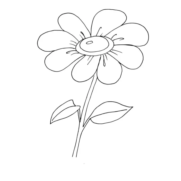 Barevný Černobílý Vzor Pro Zbarvení Daisy Květinová Ilustrace Omalovánky Pro — Stockový vektor