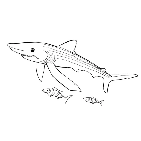 Žralok Český Omalovánky Ruční Kreslení Omalovánky Pro Děti Dospělé Krásné — Stockový vektor