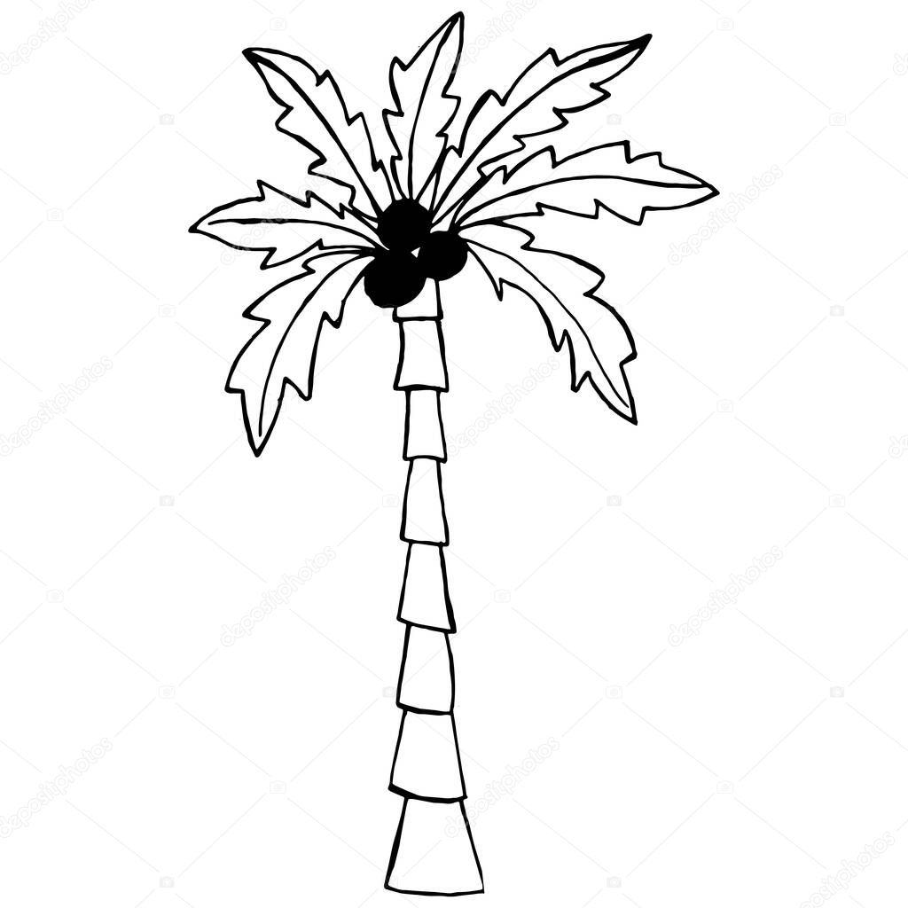 Tropical palm tree. Black and white drawing on a white background. Summer tdh. Coloring for children and antistress.