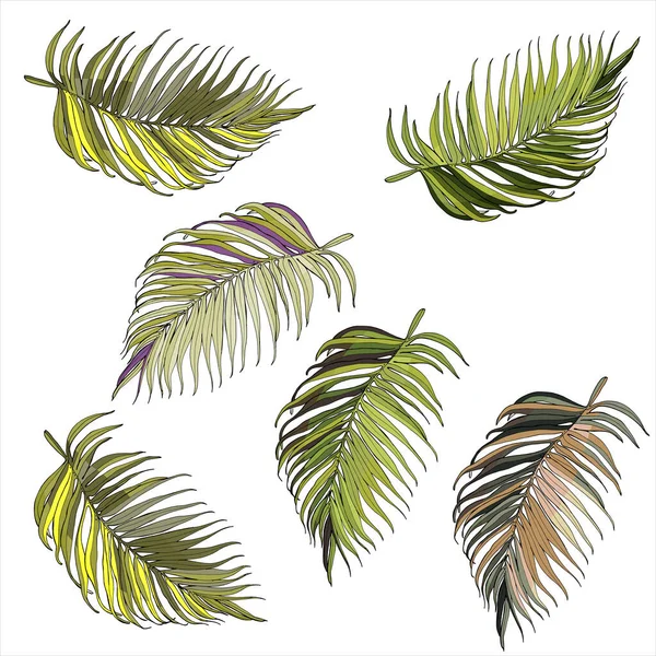 Feuilles Palmier Vecteur Feuilles Jungle Isolées Sur Fond Blanc Illustration — Image vectorielle