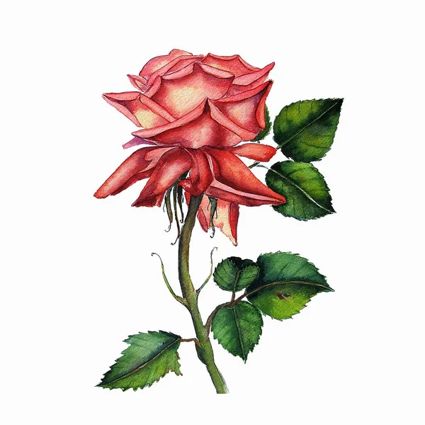 Akwarela Kwiat Róży Botaniczne Ilustracja Ręcznie Rysowane Rośliny Jasny Pomarańczowy — Zdjęcie stockowe