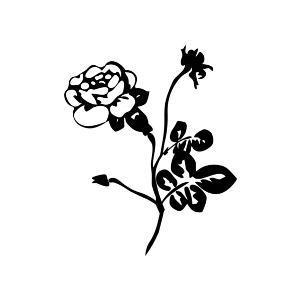 Siluetas de rosa, brotes de primavera caracteres vectoriales. Rosa negra con hoja, naturaleza flor rosas ilustración . — Vector de stock