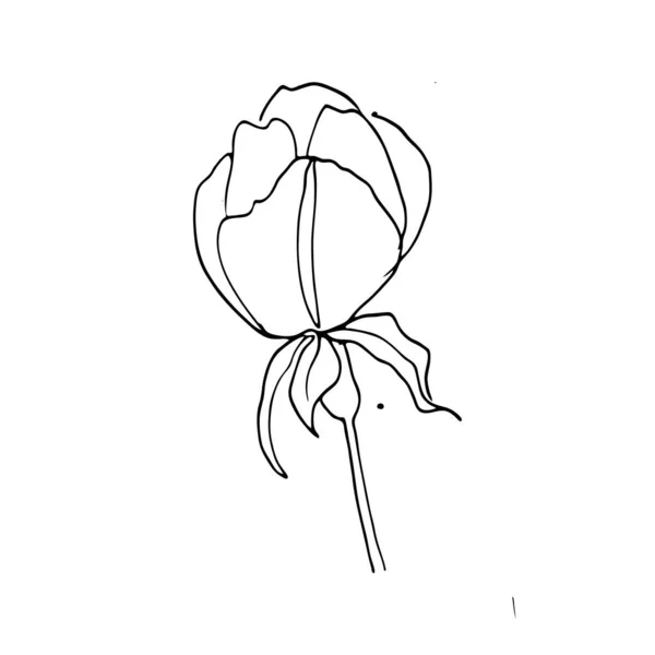 Colorido Patrón Blanco Negro Para Colorear Ilustración Flores Margarita Páginas — Vector de stock