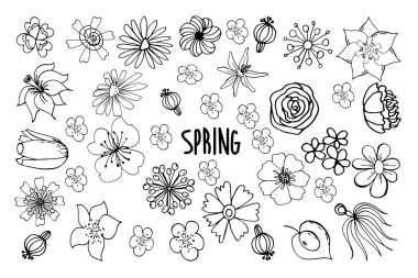 Dal, yaprak. Tasarım için izole edilmiş zarif bitkiler. Beyaz arkaplandaki siyah vektör çizimleri. Davetiyeler, selamlar ve dekorasyon için tasarım ögeleri olarak kullanılabilir