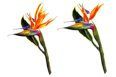 Tropik Strelitzia Reginae tropik çiçekleri ve yaprakları. Beyaz üzerine izole edilmiş. Gerçekçi stil, elle çizilmiş. Güney Afrika bitkisi, turna çiçeği veya cennet kuşu olarak adlandırılır..