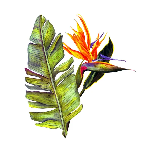 Tropische Strelitzia Reginae Tropische Blüten Und Blätter Isoliert Auf Weiß — Stockfoto