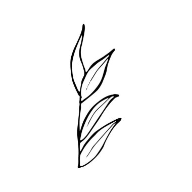 Sevimli tek el bitkisel elementler çizmiş. Beyaz arka planda izole edilmiş. Düğün tasarımı, logosu ve tebrik kartı için Doodle vektör çizimi.