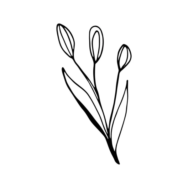 Buntes Schwarz Weiß Muster Zum Ausmalen Daisy Blume Illustration Malvorlagen — Stockvektor