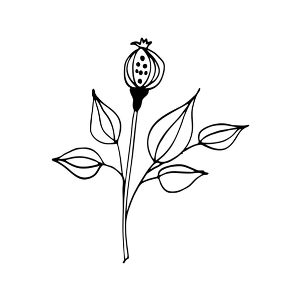 Buntes Schwarz Weiß Muster Zum Ausmalen Daisy Blume Illustration Malvorlagen — Stockvektor