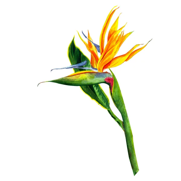 Strelitzia Reginaeの熱帯 熱帯の花や葉 白で隔離されてる 現実的なスタイル 手描き 楽園のクレーンの花や鳥と呼ばれる南アフリカの植物 — ストック写真