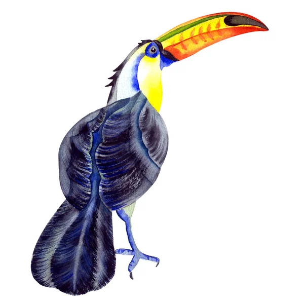 Ručně Kreslené Akvarel Ilustrace Tropické Exotické Velký Černý Toucan Pták — Stock fotografie