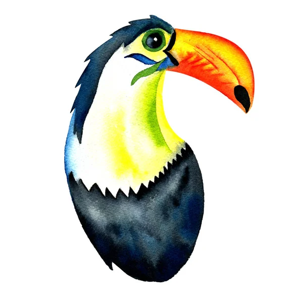 枝に熱帯エキゾチックな大きな黒いトウカン鳥の手描きの水彩画のイラスト 熱帯要素壁紙 ファブリック 文房具 子供服 水着のための — ストック写真